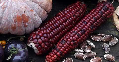 So 1.3.26 | Saatgut-Festival am ÖBZ